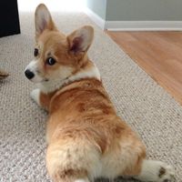 LilCorgi